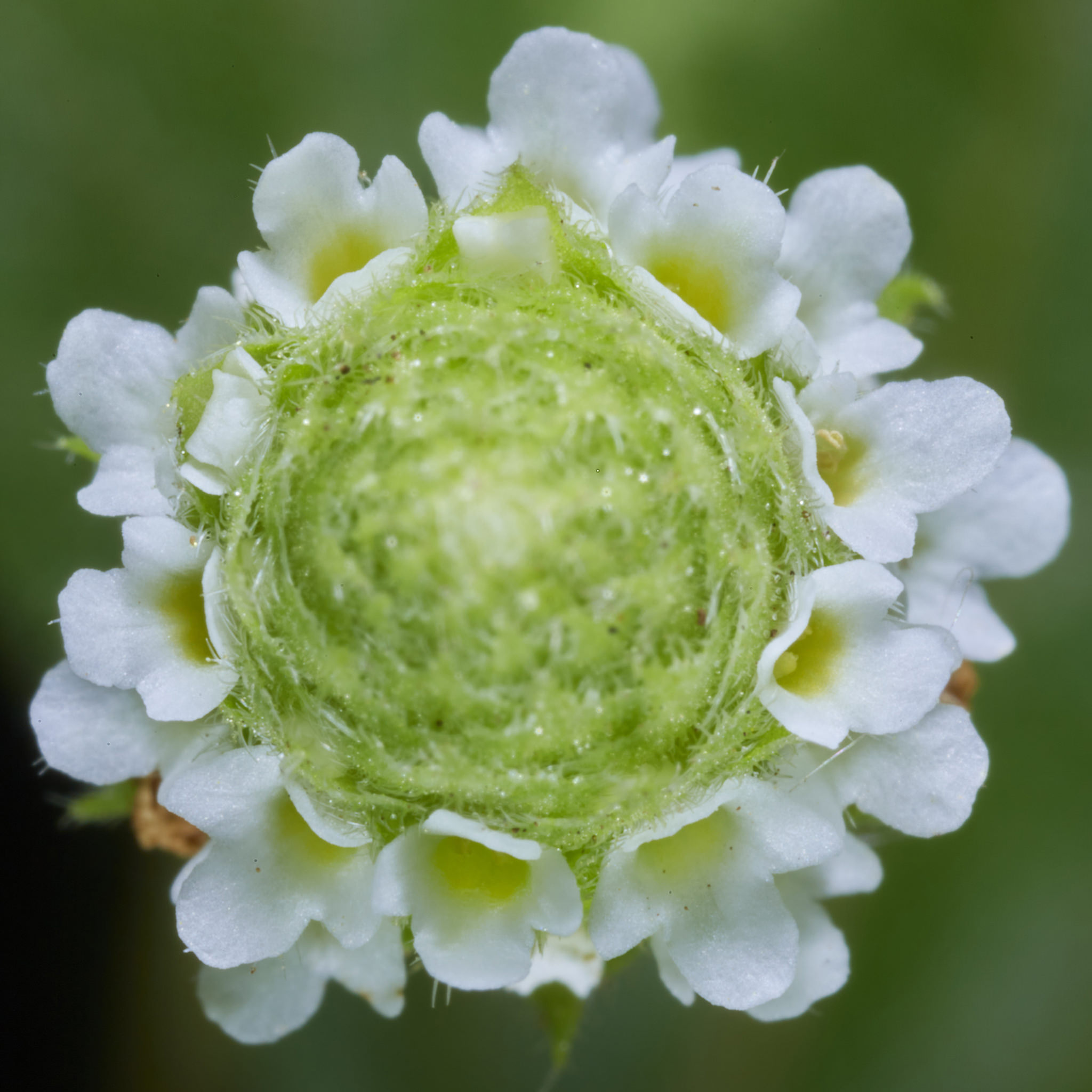 Lippia dulcis